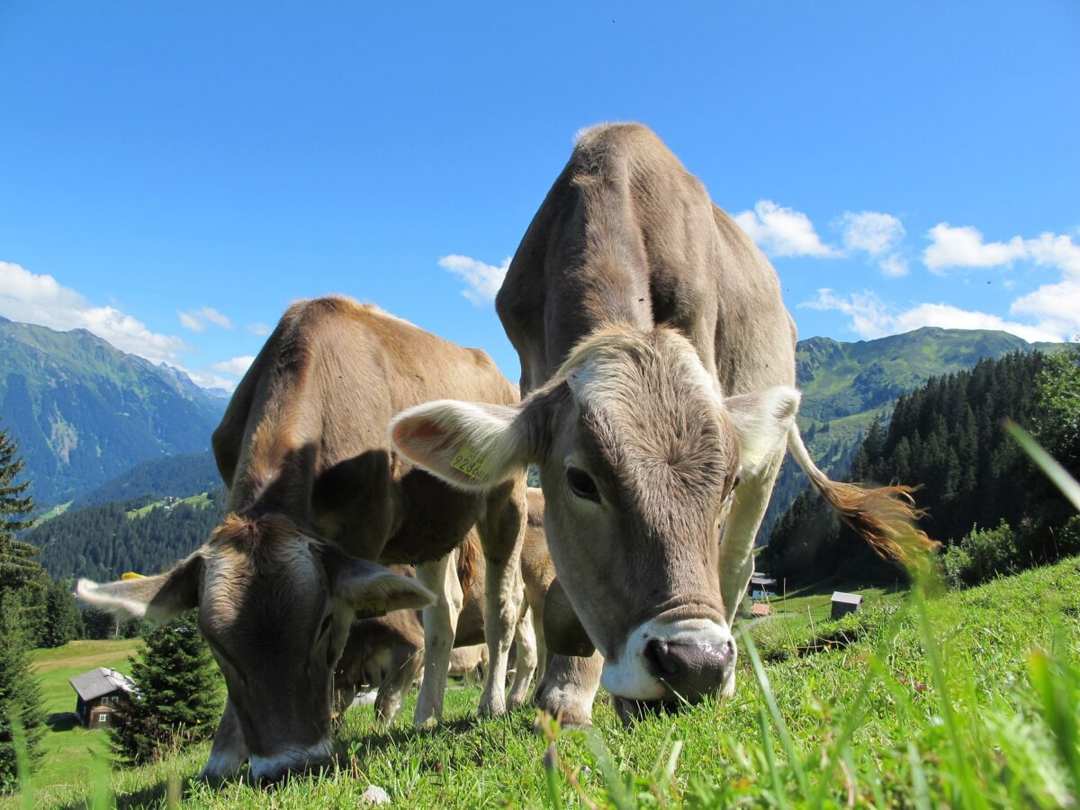 Pflanzenheilkunde bei Tieren