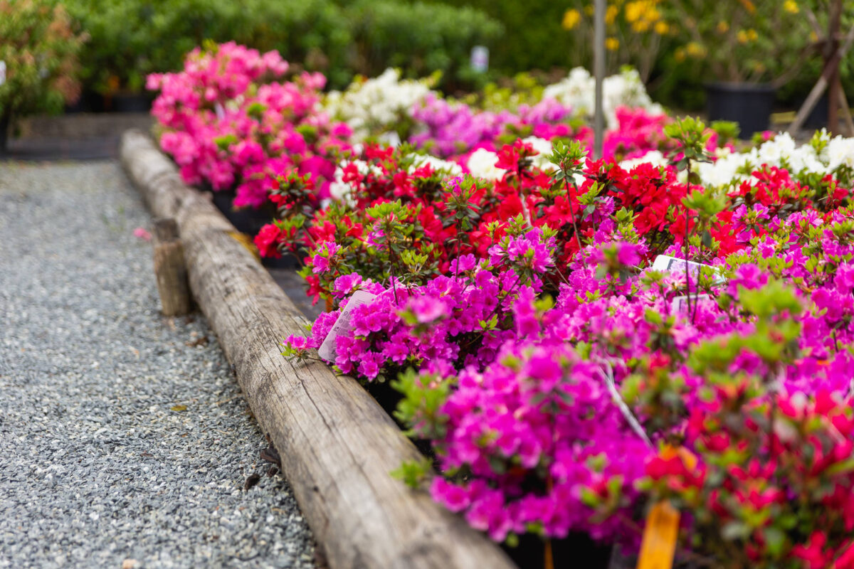 Zwei  „Urlaubstage“ bei Garten Punzmann genießen