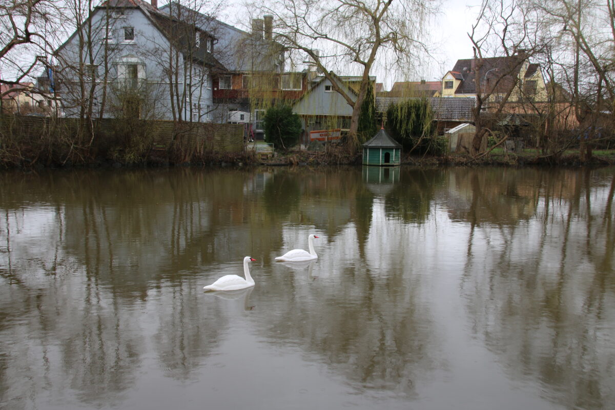 Neue Wasservögel im Stadtweiher