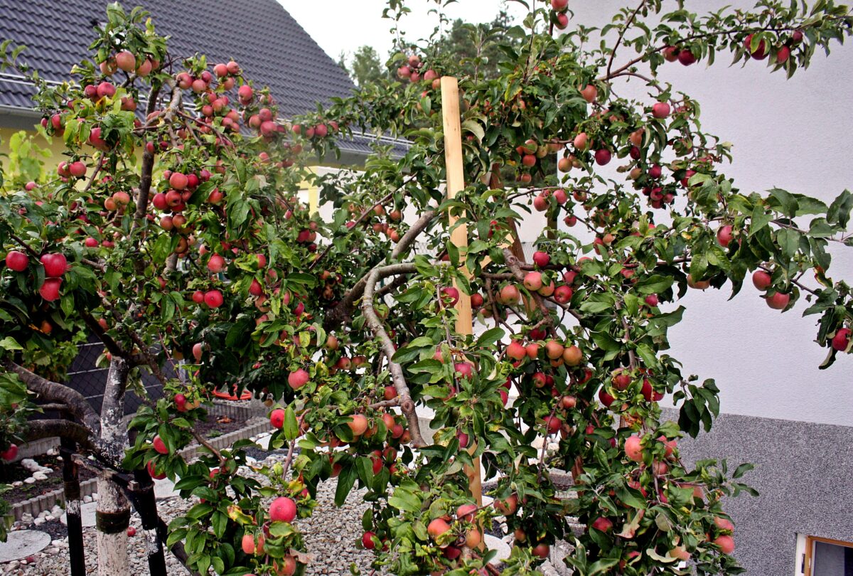 Wem gehört das Schirmitzer Obst? – Jeder darf ernten