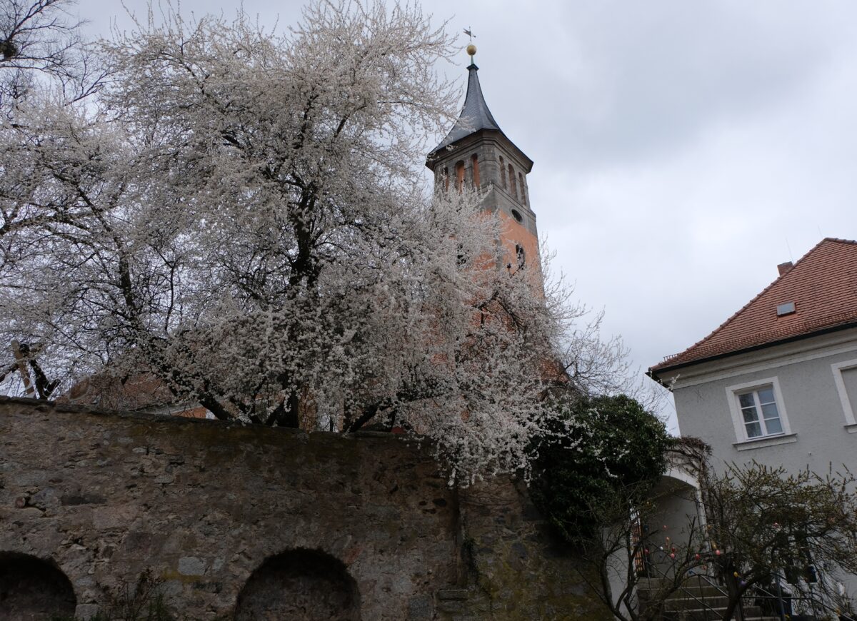 Flosser Kirchturm umhüllt von Blütewolke