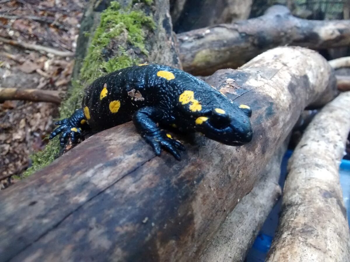 Bestandsaufnahme bei seltenen Tierarten im Landkreis Tirschenreuth