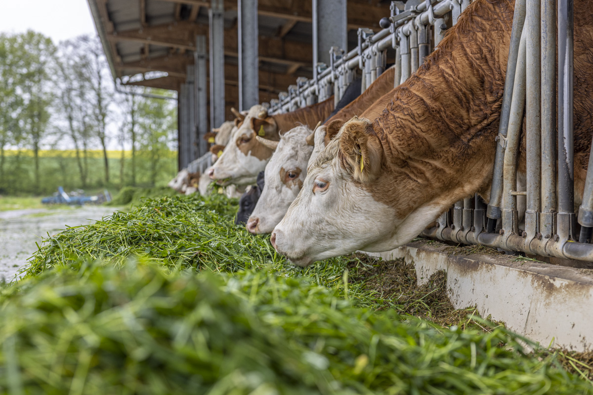 Verbot der Anbindehaltung: Experten befürchten Strukturbruch in der Landwirtschaft