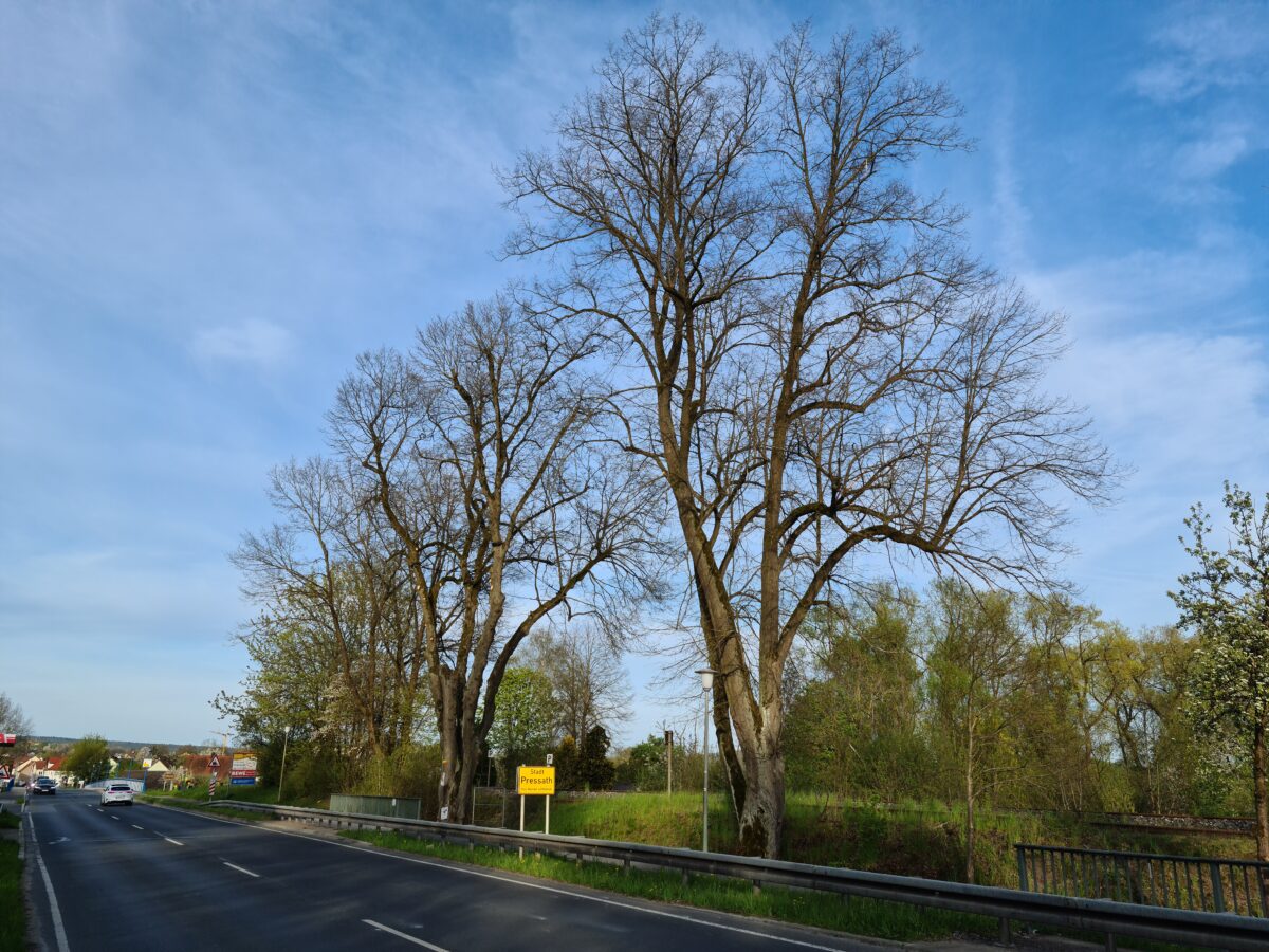 Linden am Ortseingang beschäftigen den Bauausschuss Pressath