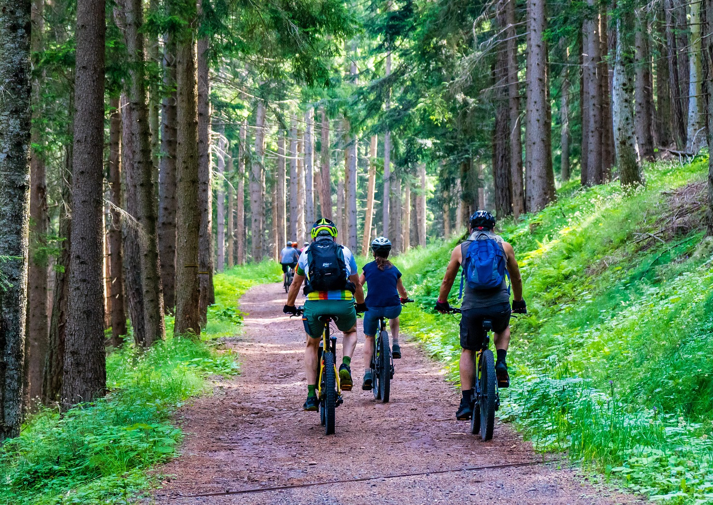 Wadeln – mit dem Förster im Wald Radeln