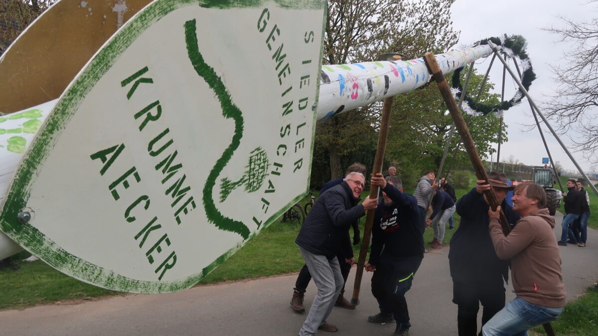 Stolz steht Maibaum in den Krummen Äckern