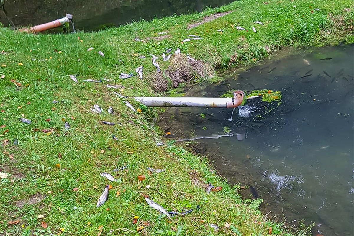 Ein Bild der Verwüstung: Diese Schäden richtet der Fischotter in der Oberpfalz an