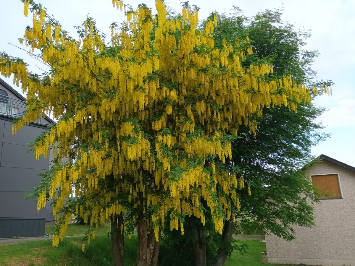 Wunderschön und tödlich: Die Blüte des Goldregens