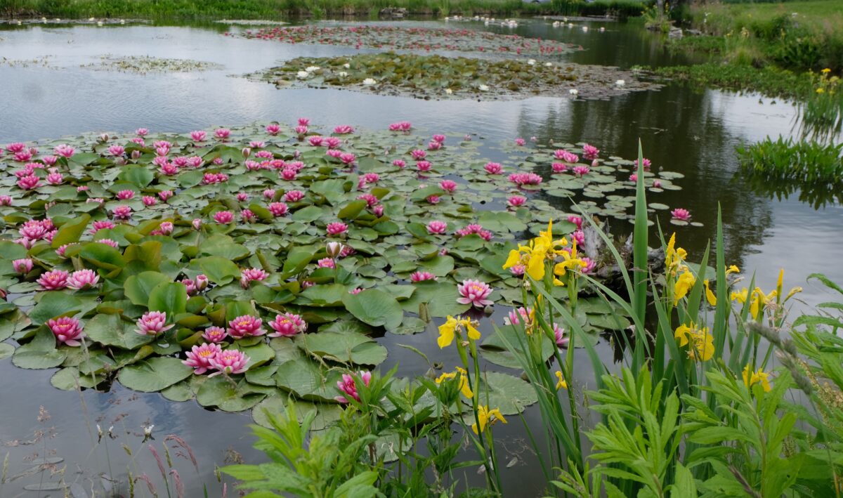 Seerosenteich bei Schnepfenhof ein blühendes Eldorado