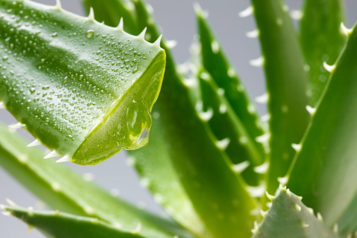 Wie die Heilpflanze Aloe Vera das Leben positiv verändern kann