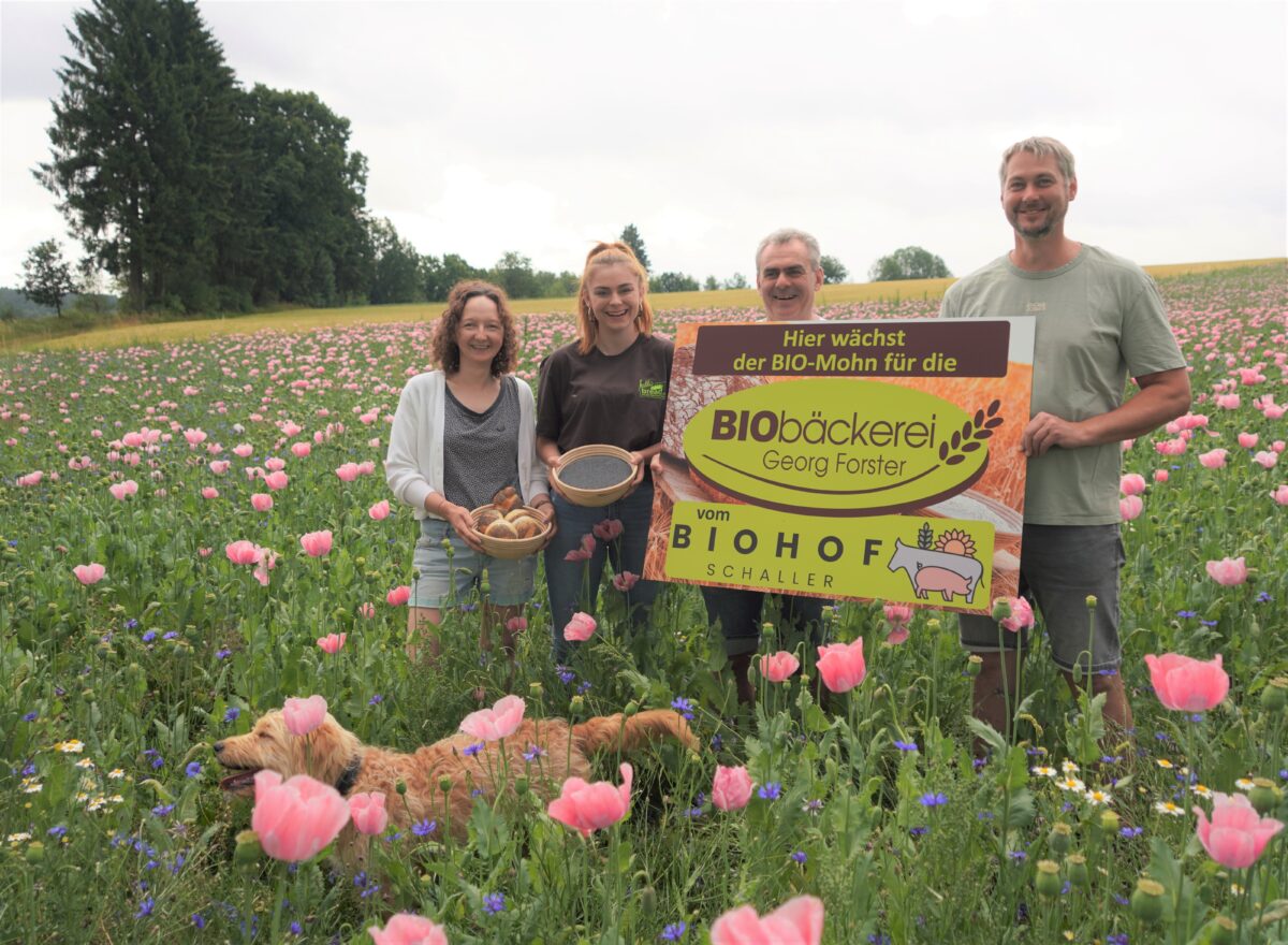 „Der Mohn ist aufgegangen“ – einziges Feld im Landkreis