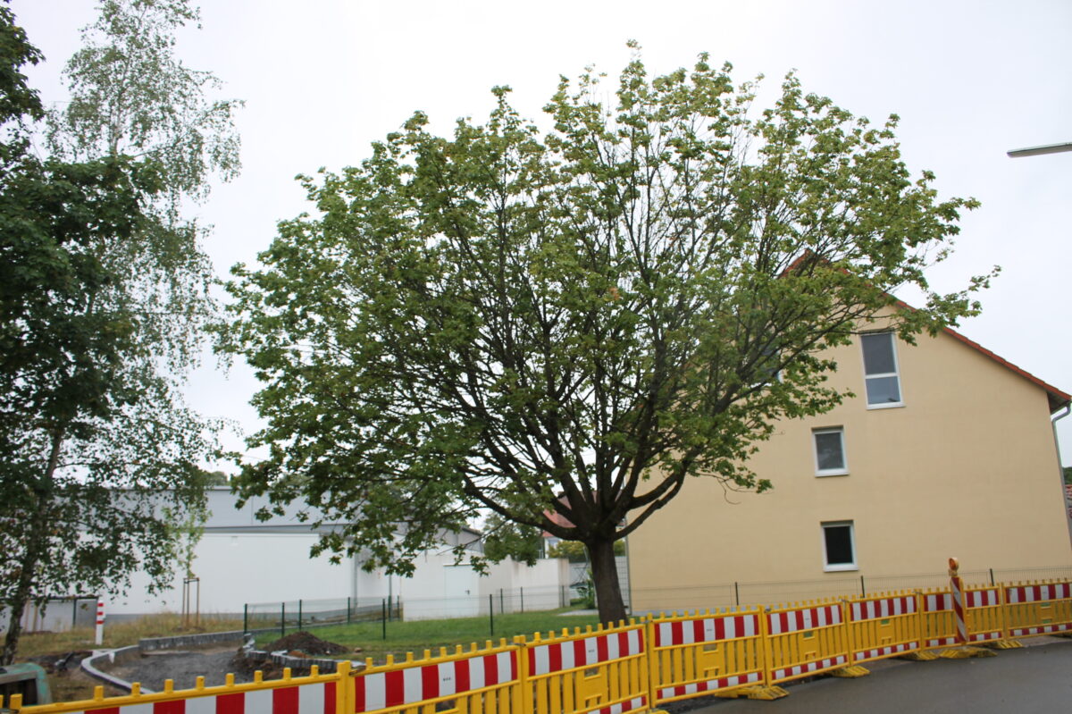 Schonende Wurzelbehandlung für den Ahorn