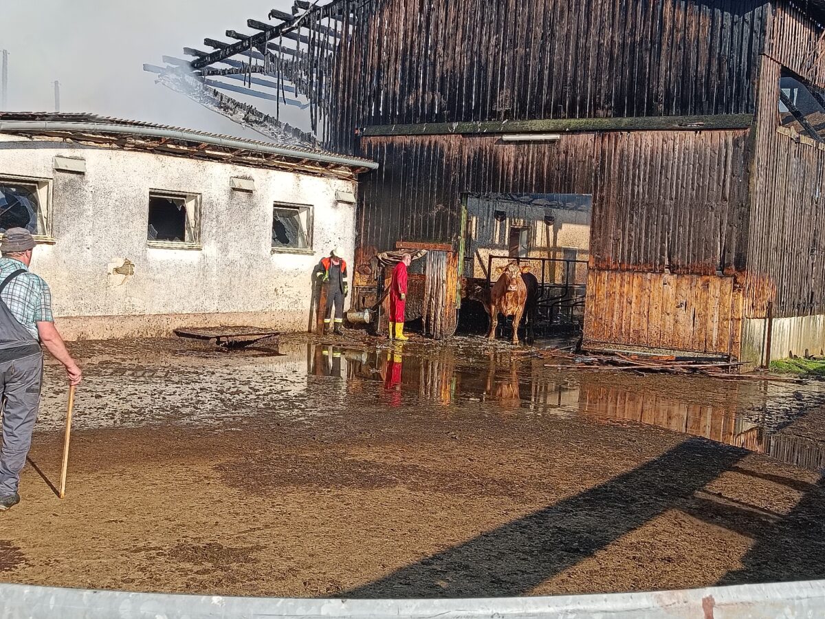 [Update] Nach Großbrand: Rinder fliehen und müssen eingefangen werden