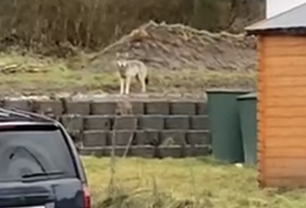 Wenn der Wolf am Gartenzaun steht: Sichtung in Hütten