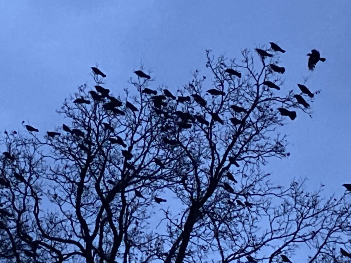 Jeden Tag Hitchcocks „Vögel“: Schwärme an Rabenkrähen in Weiden