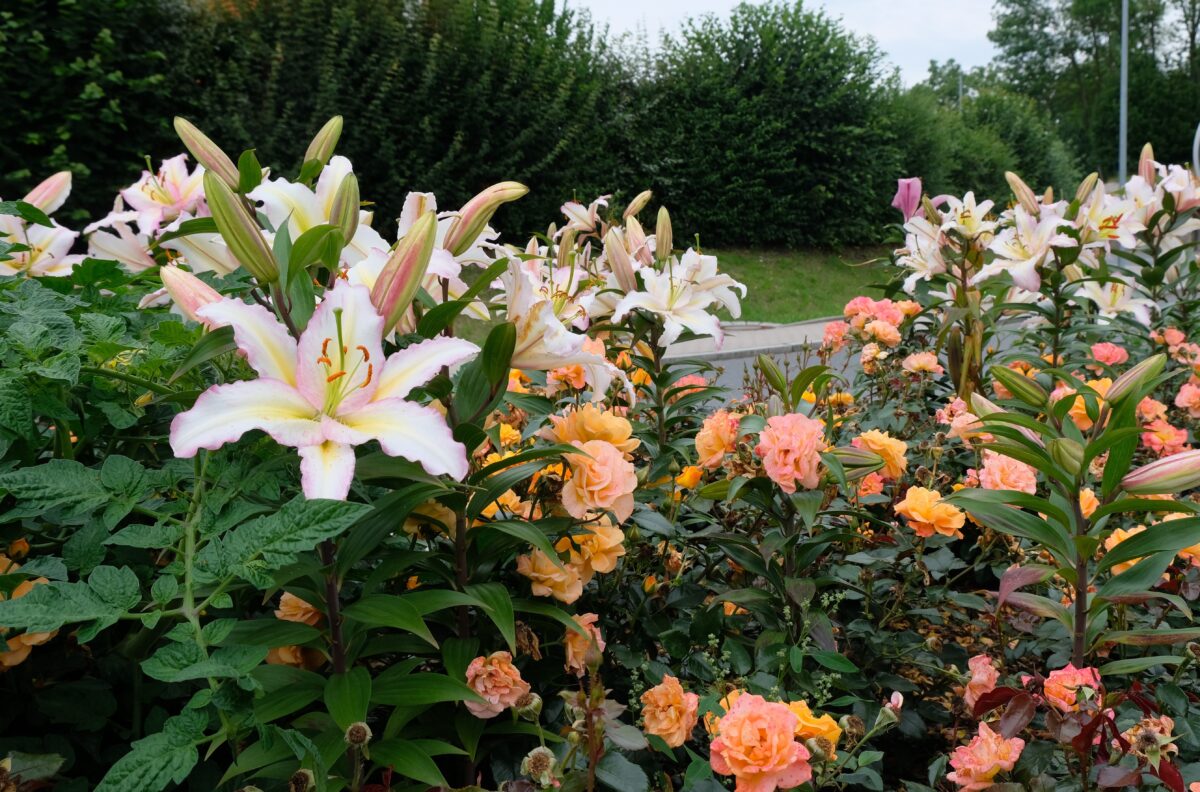 Prächtige Lilien begrüßen Gäste in Eschenbach