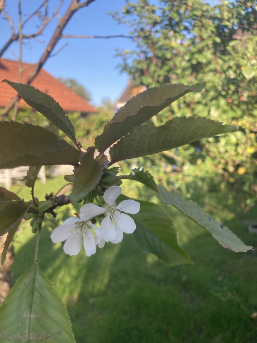 Kirschblüte im Herbst: „Bäume kommen durcheinander“