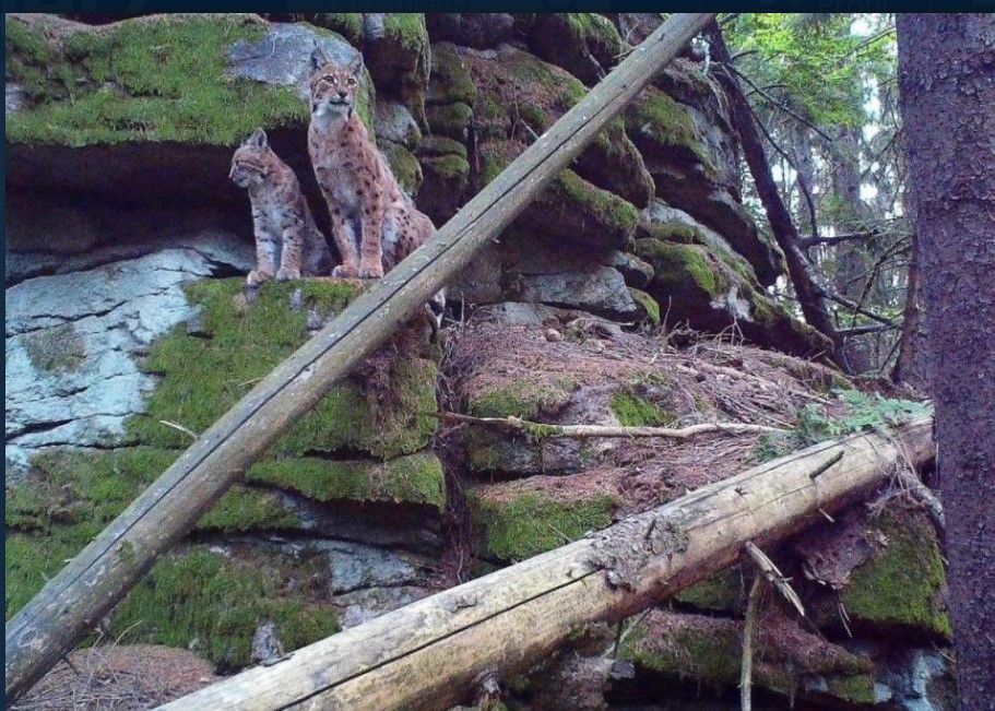 Verletzter Luchs im Steinwald: Das könnte seine Familie sein