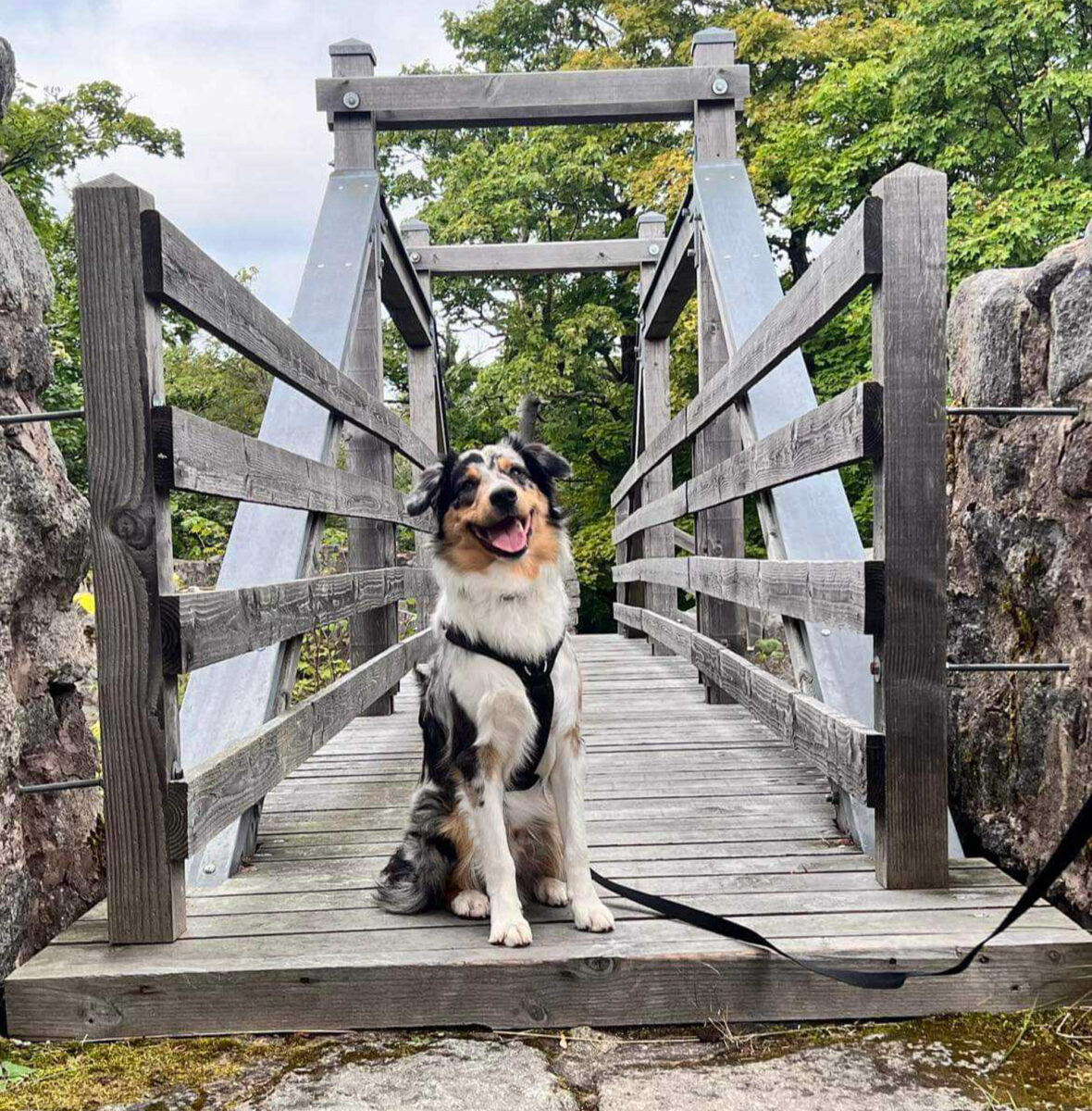 Auf die Hunde, fertig, los! Hier sind die niedlichen Fellnasen der Nordoberpfalz