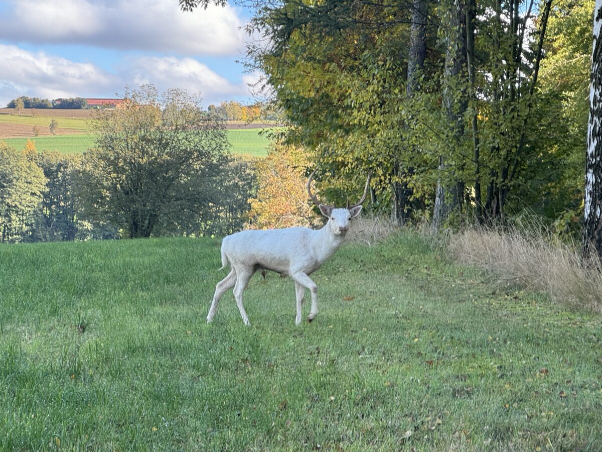 Leserin gelingt Video: Weißer Hirsch bei Mähring
