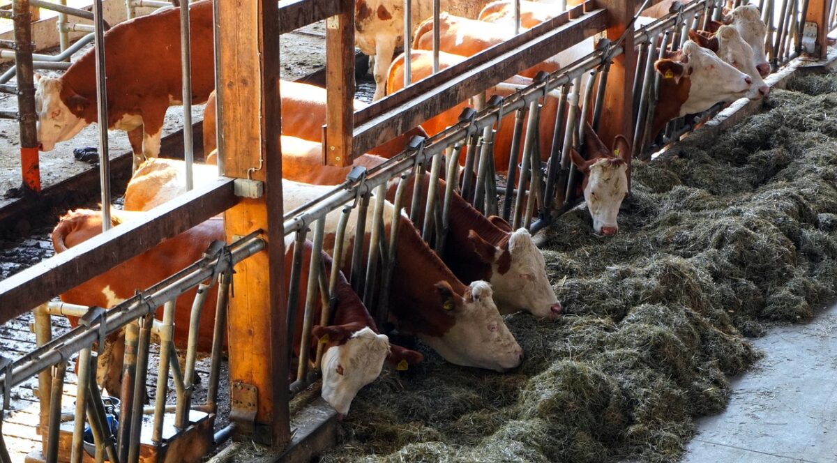 Neues Tierschutzgesetz: Droht das große Bauernsterben in der Region?