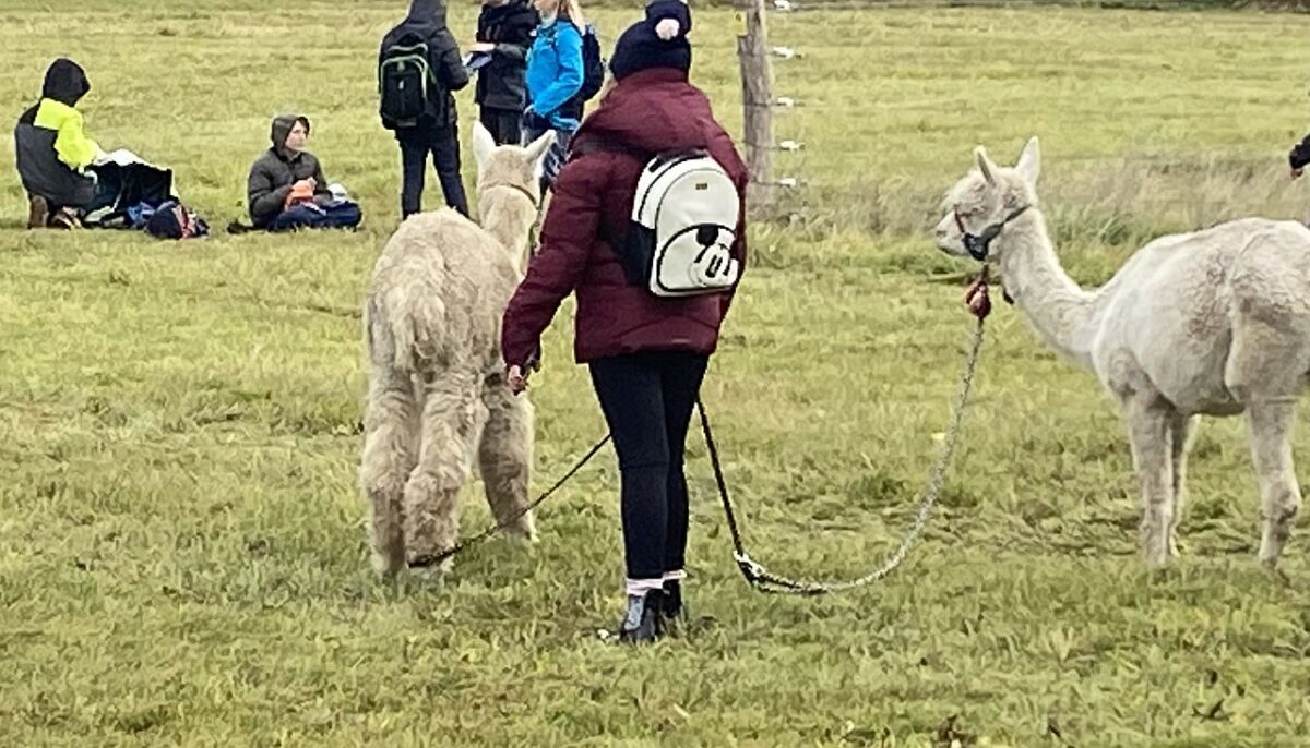 Alpakas, Lamas und die Ganztagsklasse der Realschule am Tor zur Oberpfalz