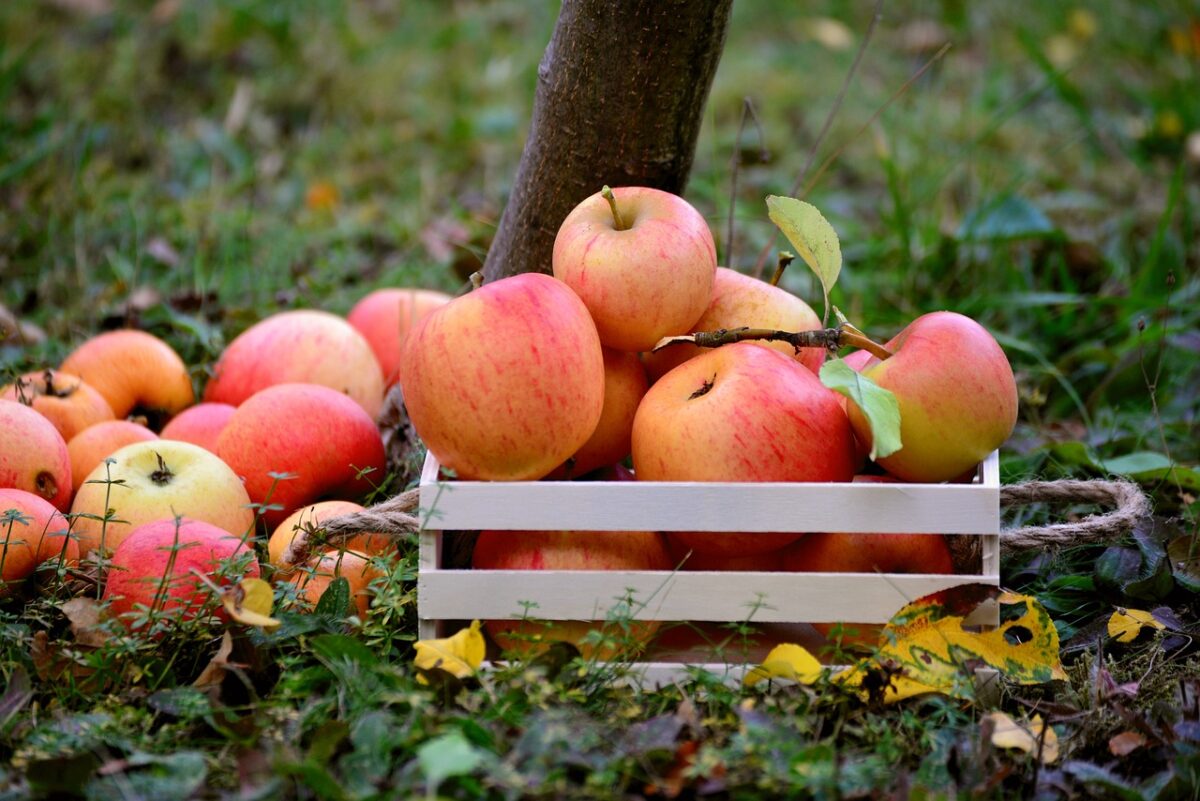 Waldershof verteilt 100 Hochstamm-Streuobstbäume