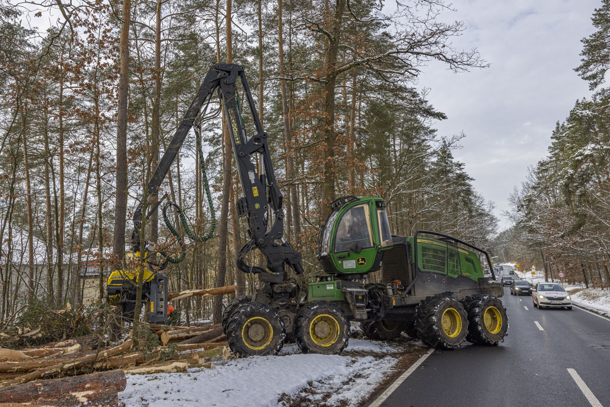 250 teils 100 Jahre alte Kiefern am Waldbad in Grafenwöhr fallen dem Klimawandel zum Opfer