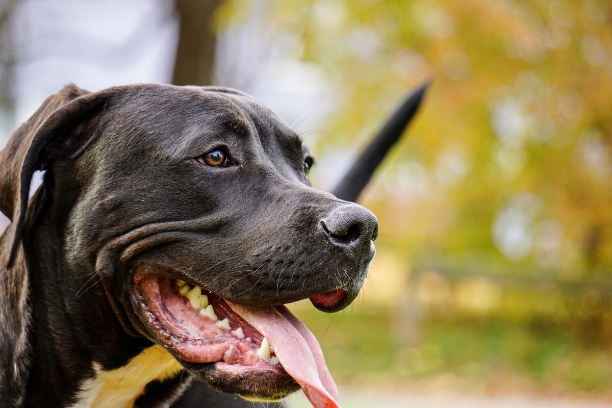 Neue Regeln für die Hundehalter