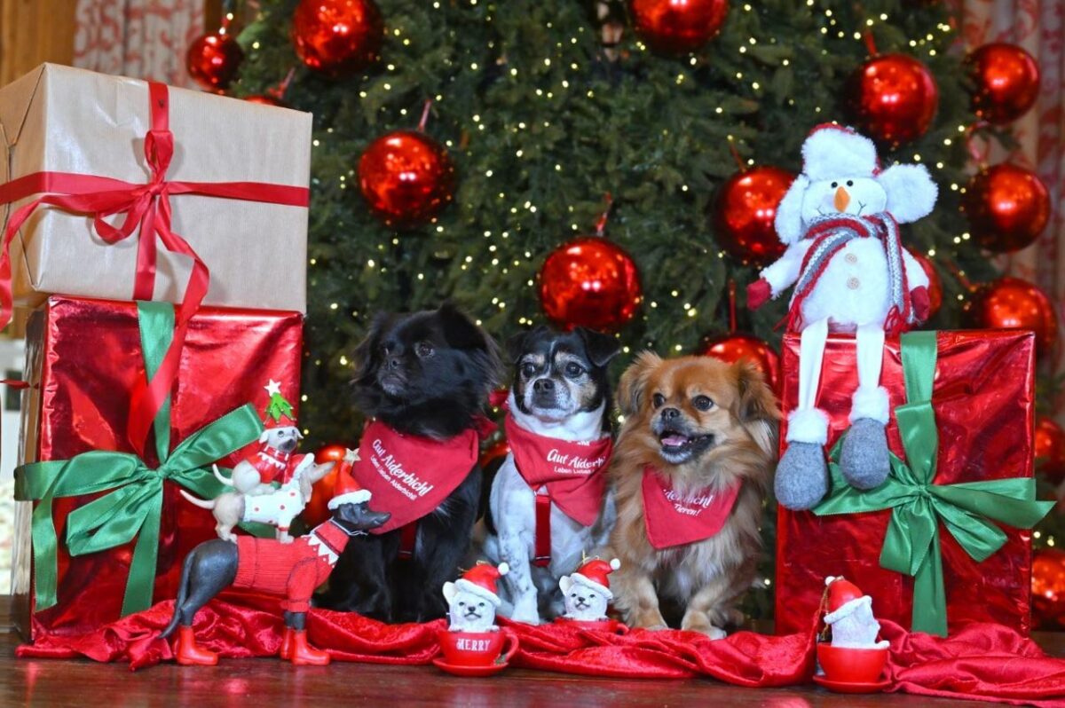 Gut Aiderbichl ruft zur Vorsicht bei tierischen Weihnachtsgeschenken auf