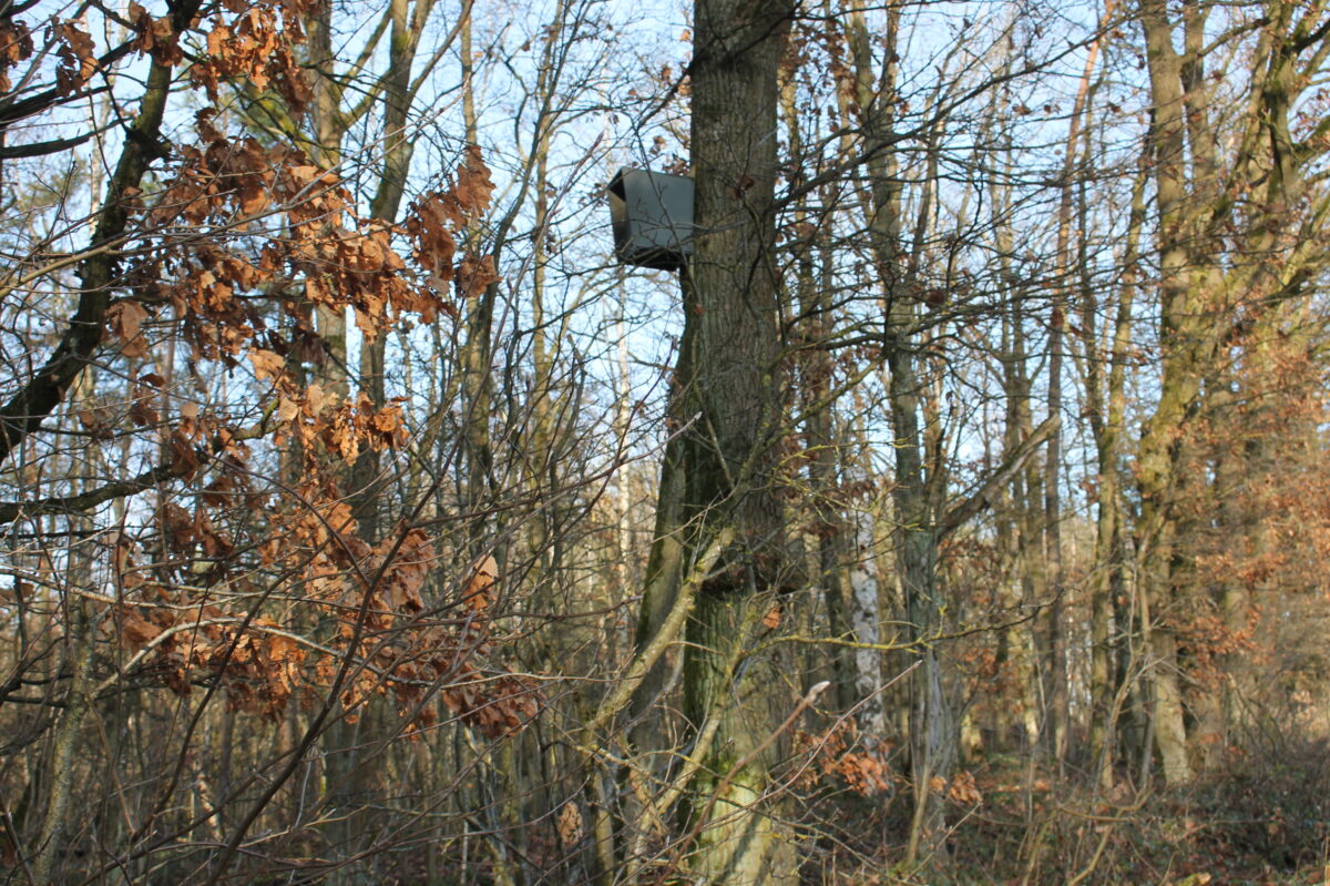 33 Nistkästen im Gemeindebereich Tännesberg gestohlen