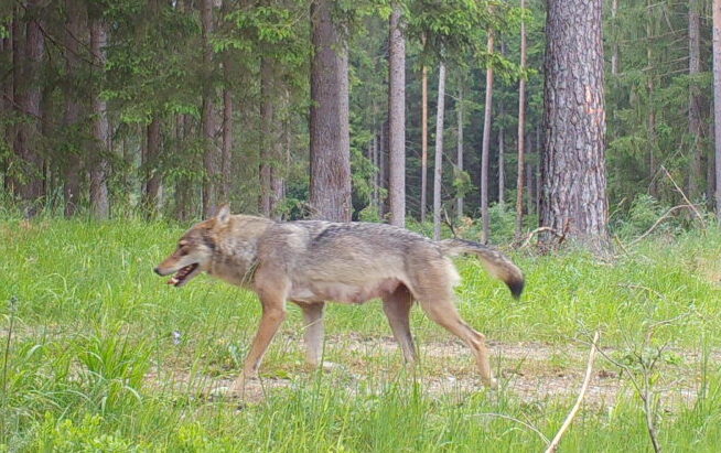 Begegnung mit einem Wolf: Wie verhalte ich mich richtig?
