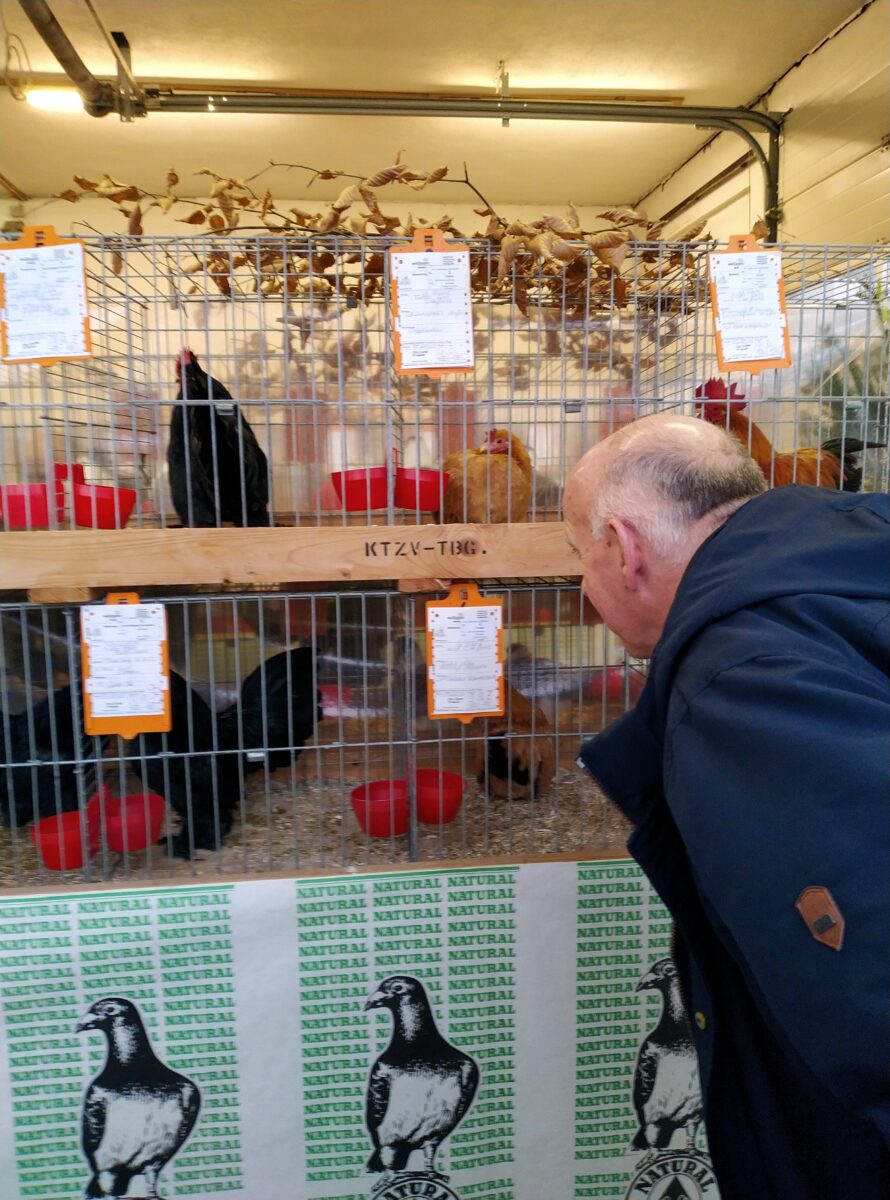 Preisverleihung und Vielfalt bei Lokalschau des Kleintierzuchtvereins Tännesberg