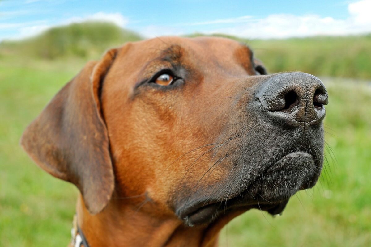 Prozess um „Rhodesian Ridgeback“: Welpe hat Gelenkprobleme