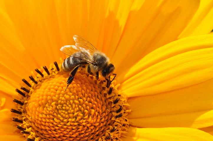 Tierdiebstahl in Wölsendorf: Bienenvölker und Seidenhühner entwendet
