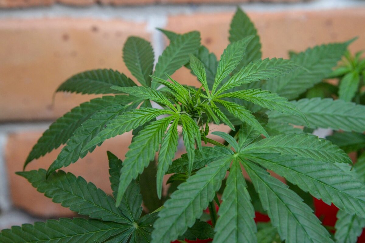 Cannabis-Teillegalisierung (4): Die Positionen der politischen Parteien