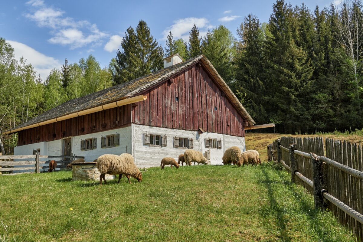 Tierische Saisoneröffnung im Freilandmuseum Oberpfalz
