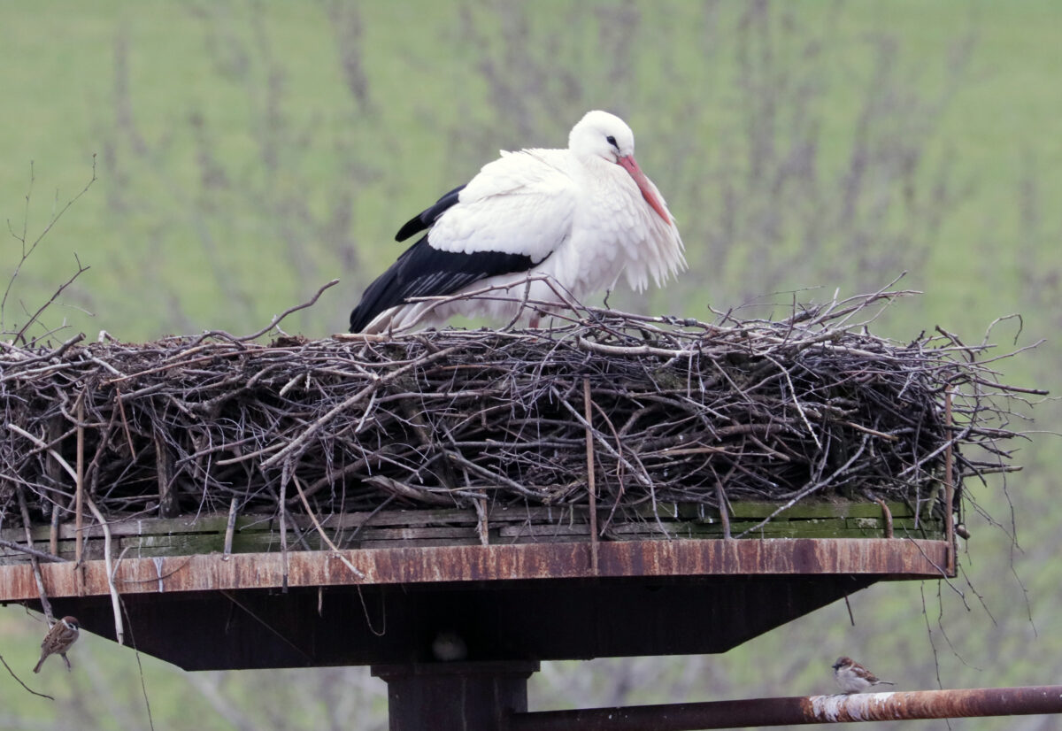 Pünktlich wie der Maurer – der erste Flosser Storch ist da