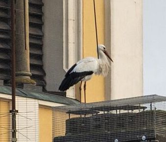 Einfach mal rausgeschaut – erster Storch gesichtet…