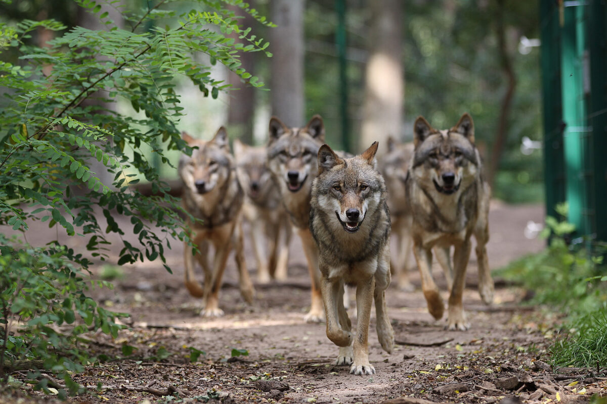 Der Wolf im Hessenreuther Wald: Normalität oder Bedrohung?