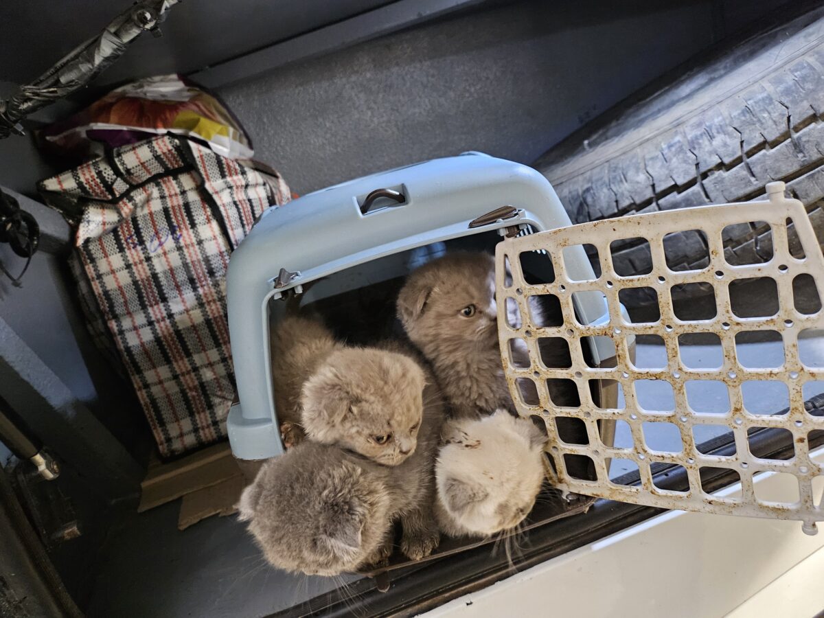 Katzenbabys im Kofferraum – Bundespolizei stoppt Tiertransport