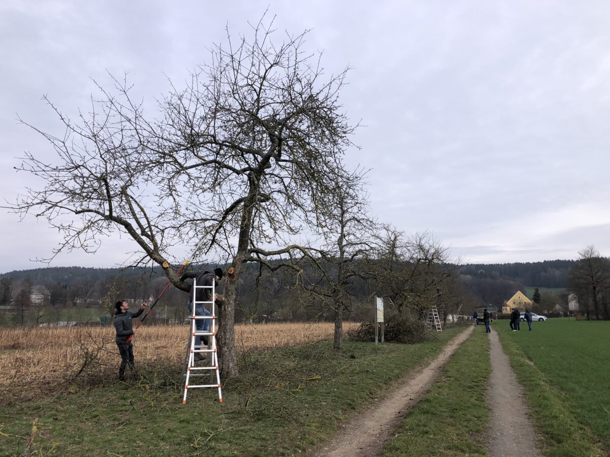 Der richtige Obstbaumschnitt – die Details lernen am Staatsgut Almesbach