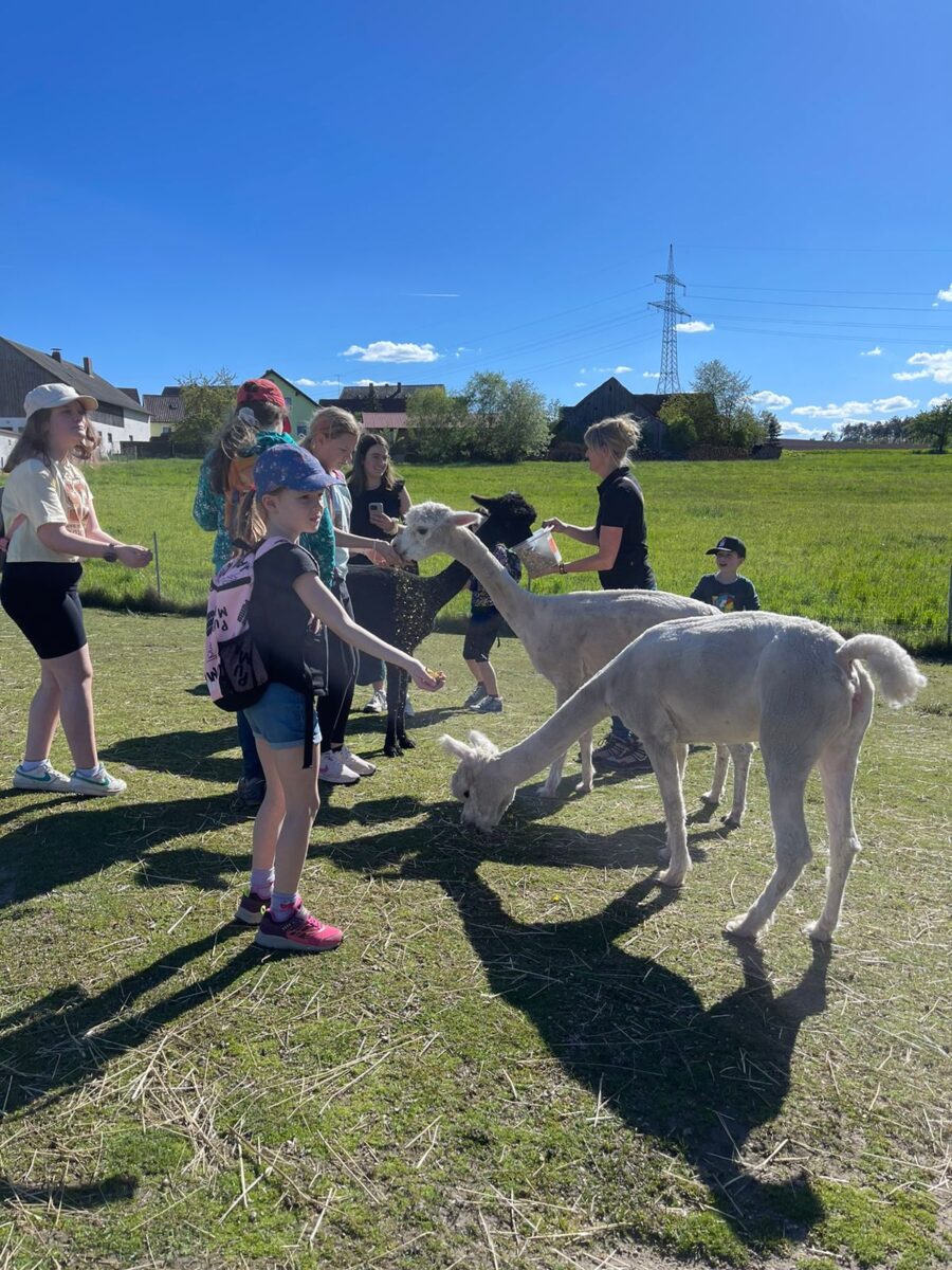 Kinder entdecken die Freude am Wandern mit Alpakas