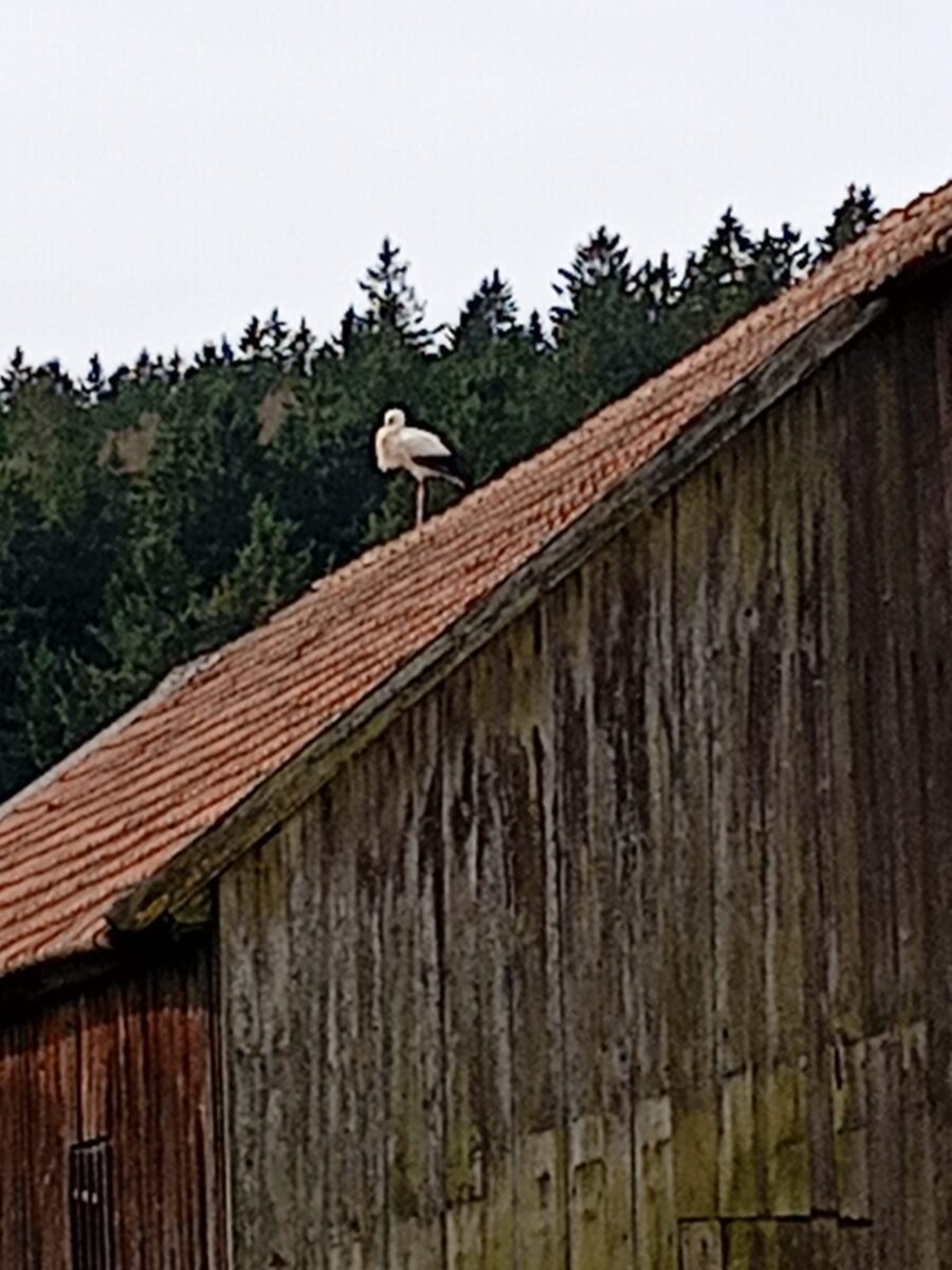 „Meister Adebar“ zu Besuch in Oberbernrieth – Steigt Bevölkerungszahl?