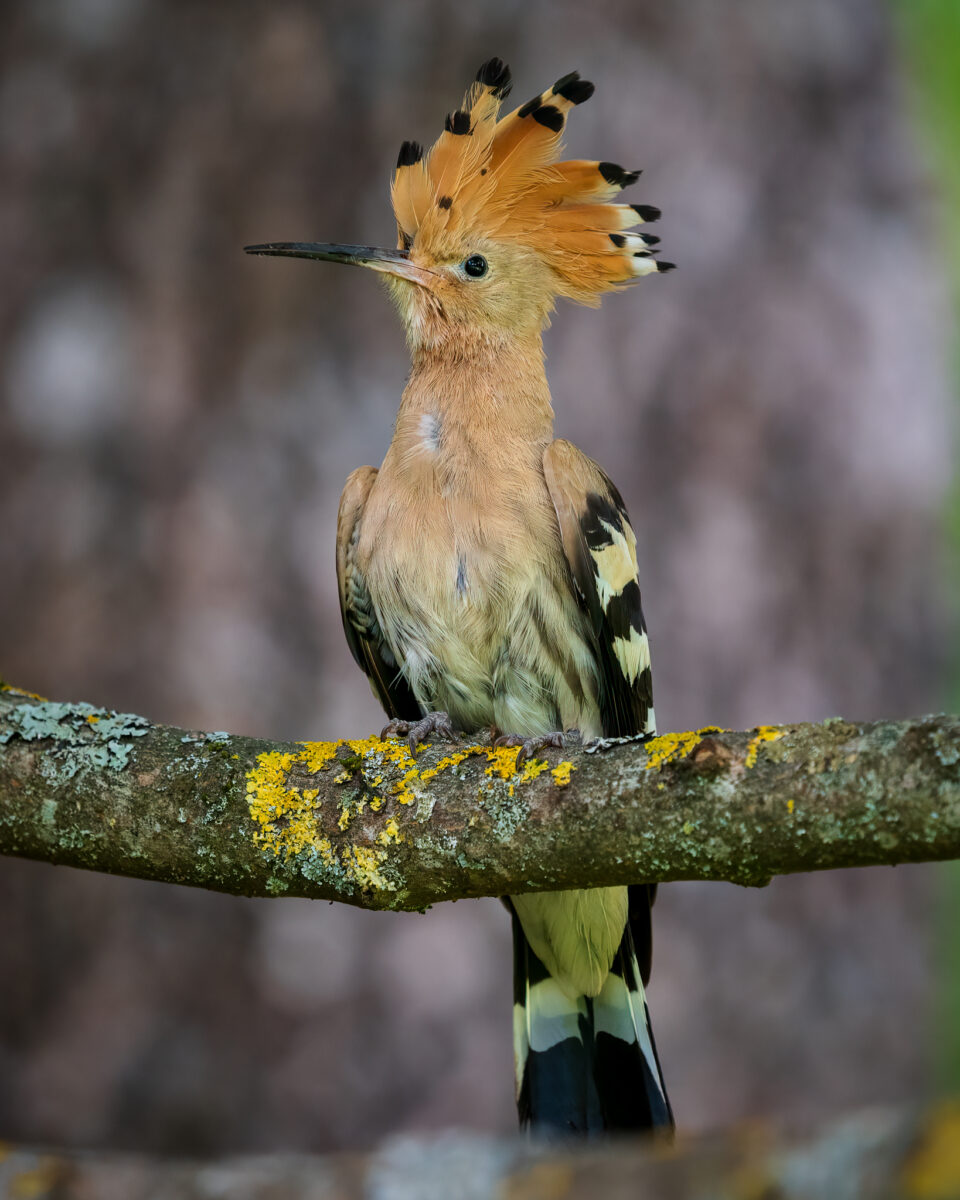 30 Nistkästen für den „Punk der Zugvögel“