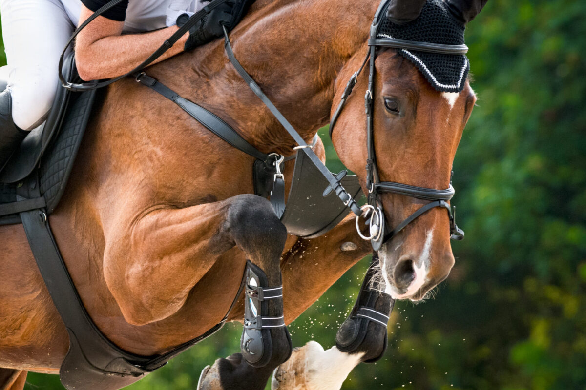 Junge Reiterinnen zeigen beim Reitclub am Kulm ihr Können
