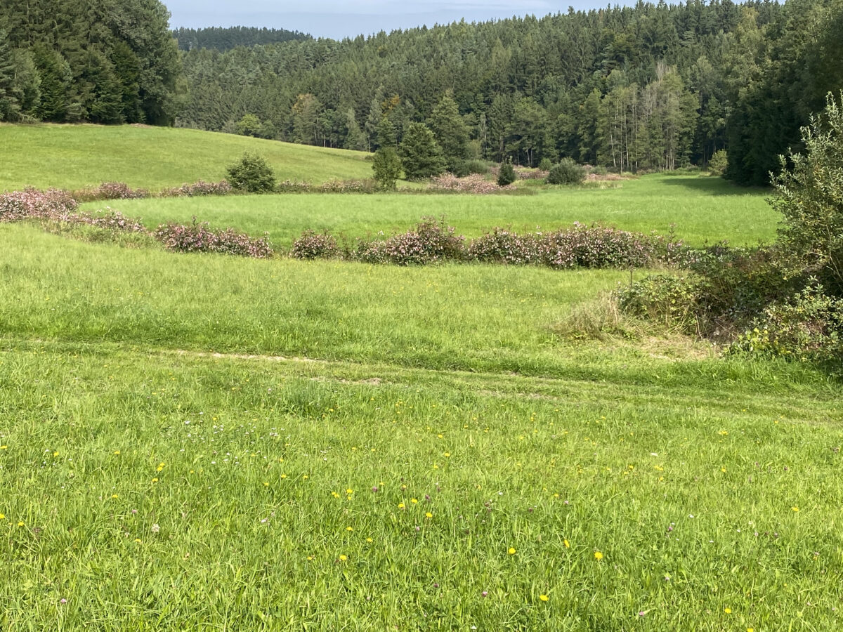 Fehlentwicklungen beim „Kainzbach“