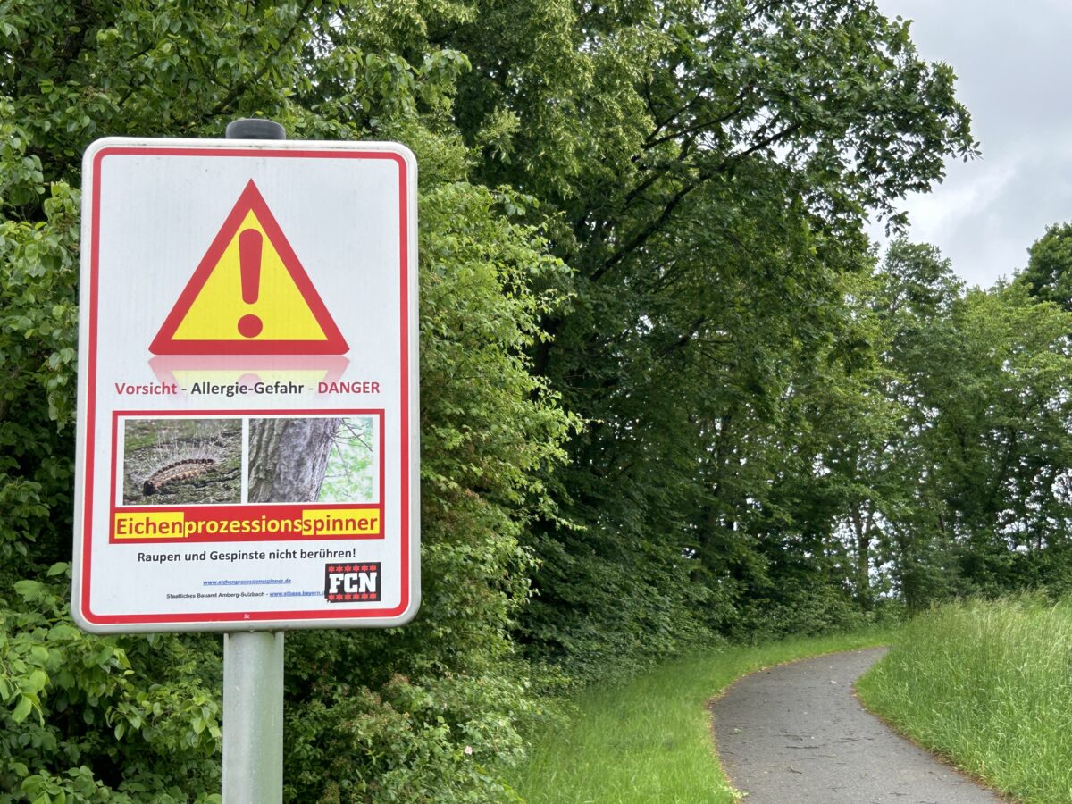 Achtung Allergie: Eichenprozessionsspinner