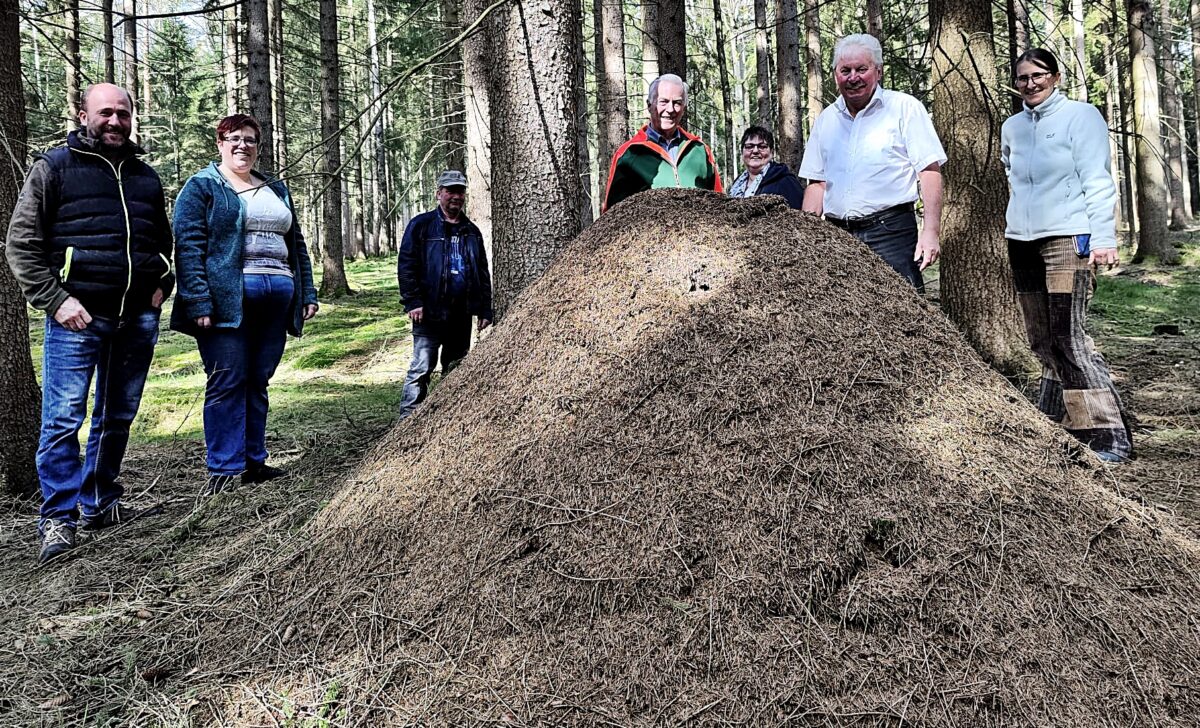 Im Weidener Osten wird mitten im Wald gebaut – Ameisenhügel entstehen