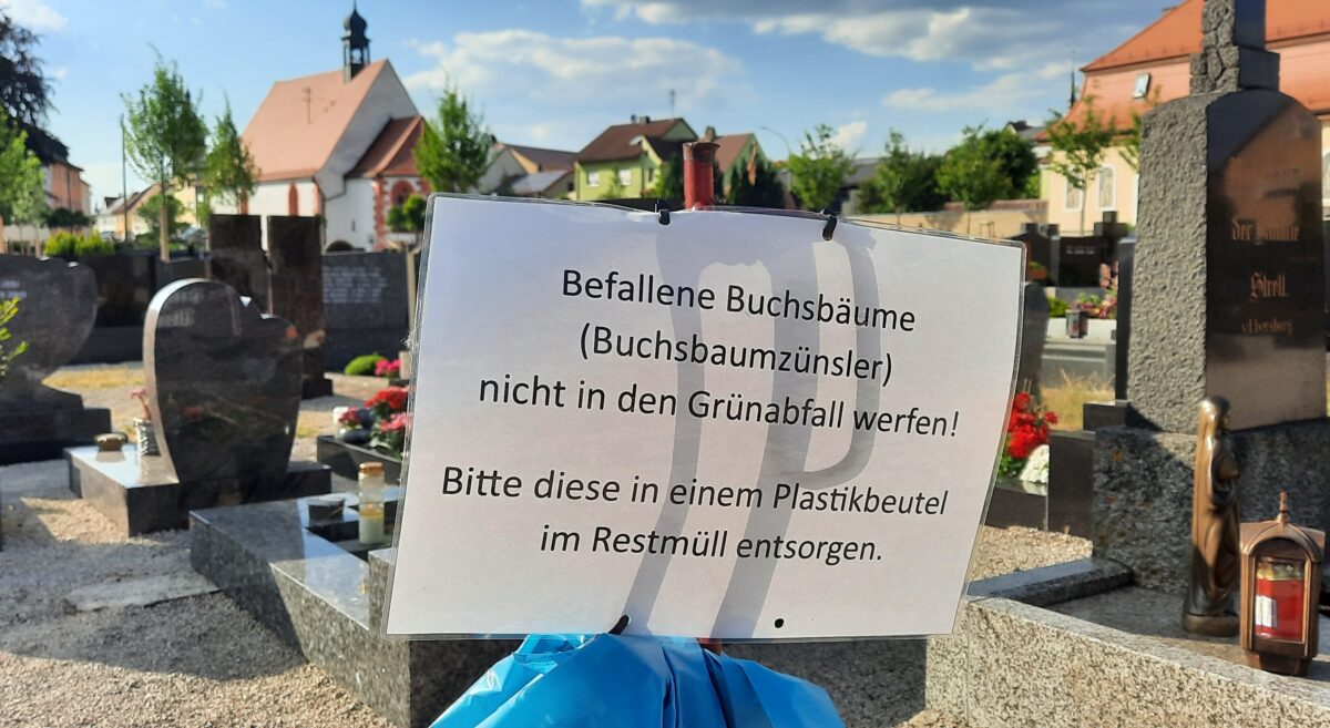 Buchsbaumzünsler bedroht Auerbacher Friedhof